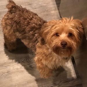 Meet your Posher, Ally